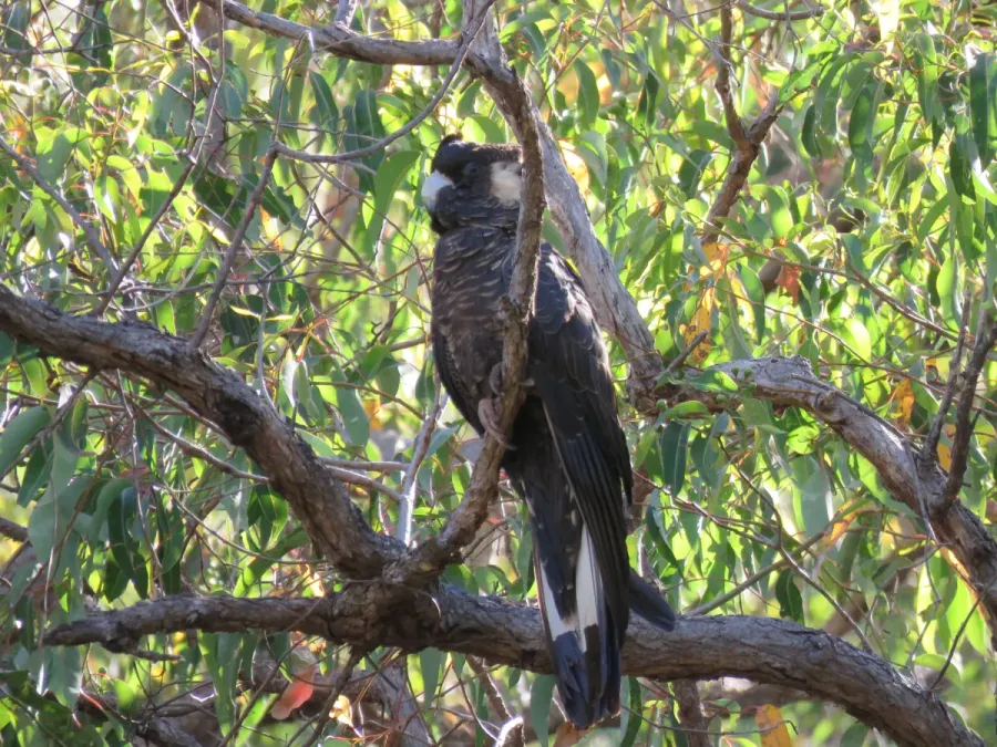 File:Baudin's black cockatoo (Zanda baudinii) at Lane Poole Reserve, January 2022 30.jpg