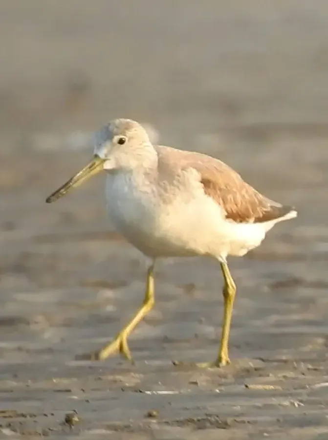 File:Nordmann's Greenshank Tringa guttifer by Raju Kasambe (1) 03.jpg