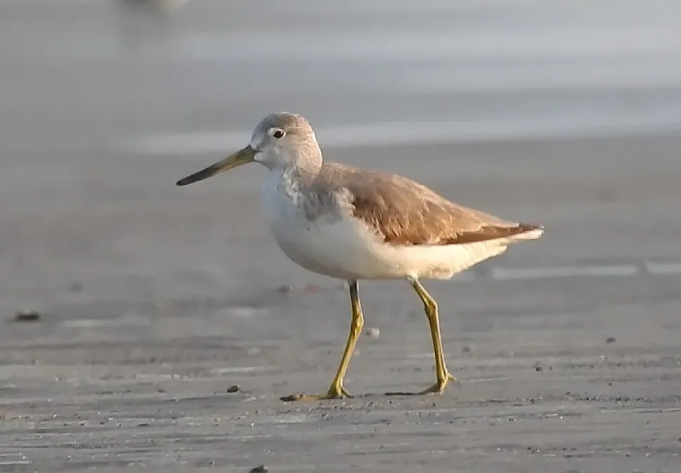 File:Nordmann's Greenshank Tringa guttifer by Raju Kasambe (1) 01.jpg