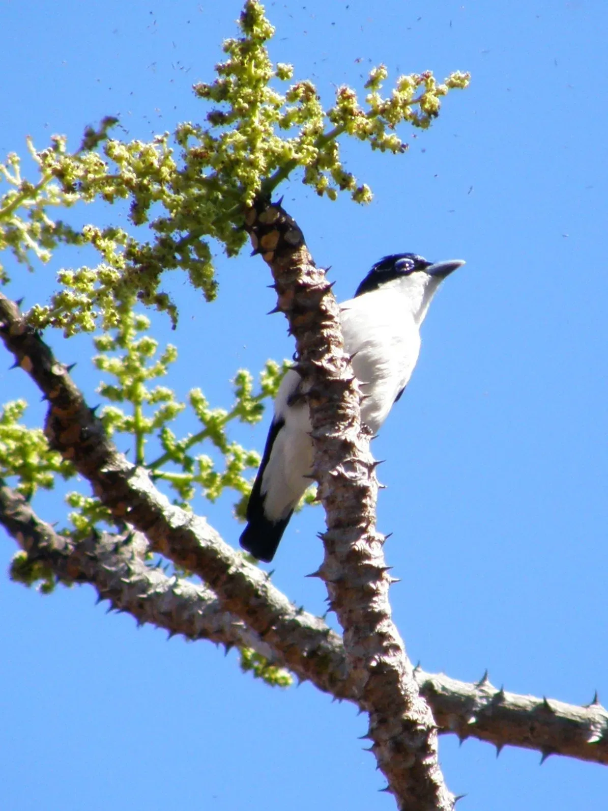 File:Leptopterus chabert 2061713.jpg