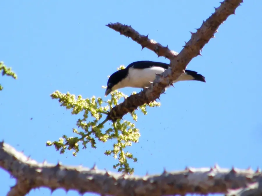 File:Leptopterus chabert 2039890.jpg
