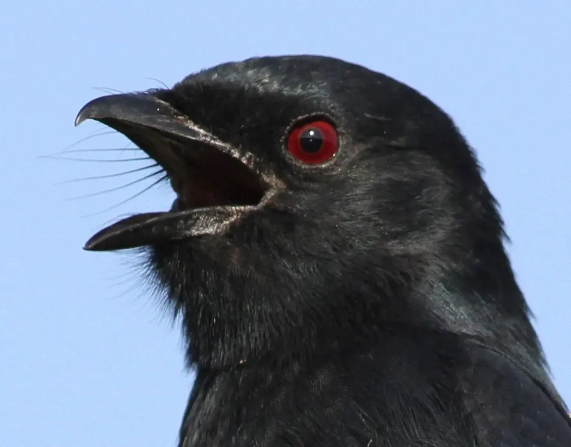 File:Fork-tailed Drongo, Dicrurus adsimilis, at Mapungubwe National Park, Limpopo, South Africa (18214043114), crop.jpg