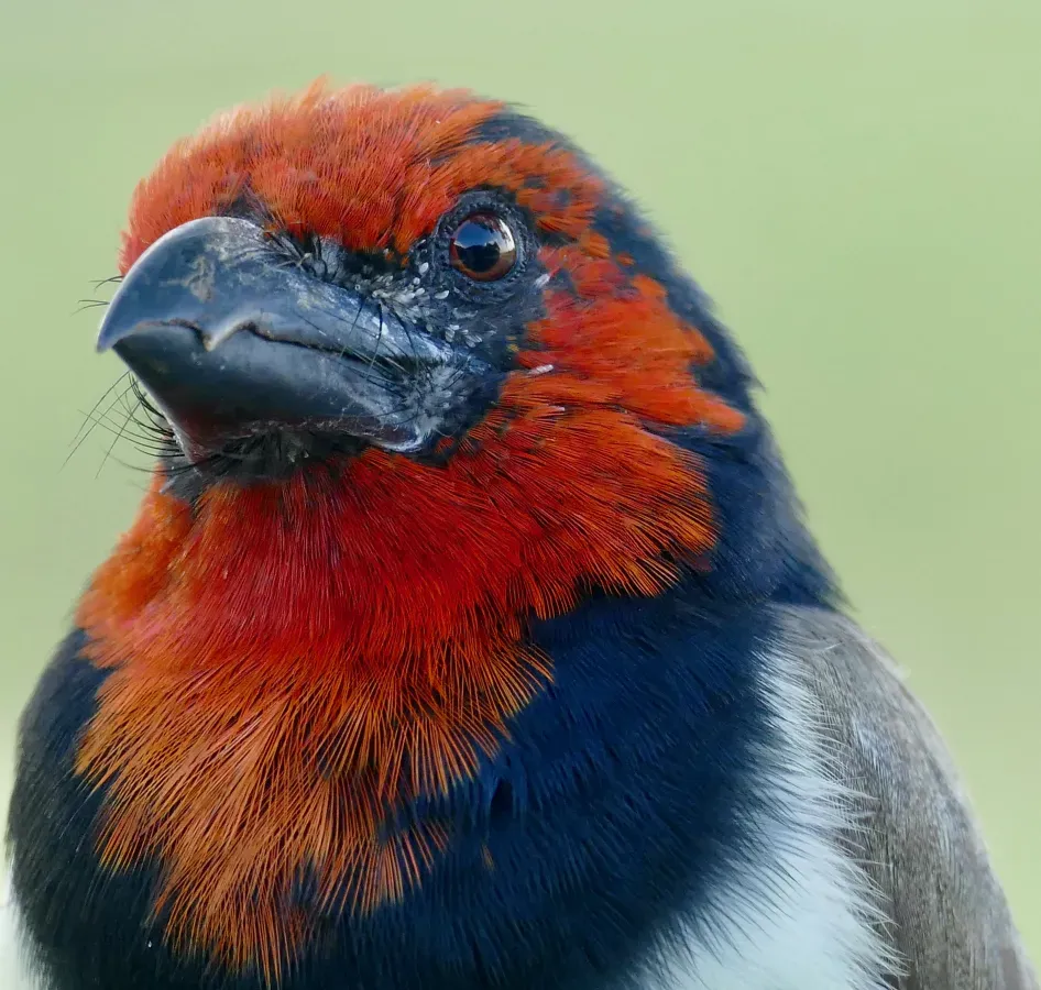 File:Black-collared Barbet (Lybius torquatus) portrait ... (52136841680).jpg
