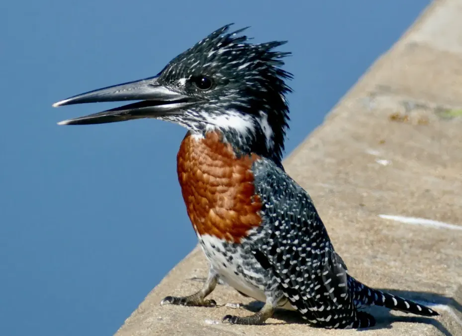 File:Giant Kingfisher (Megaceryle maxima) male ... (52133573916).jpg