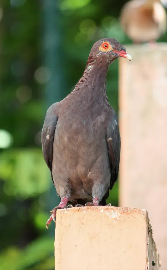 File:Patagioenas squamosa in Barbados a-07.jpg