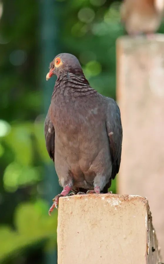 File:Patagioenas squamosa in Barbados a-08.jpg
