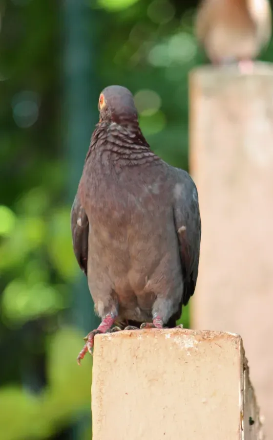 File:Patagioenas squamosa in Barbados a-09.jpg