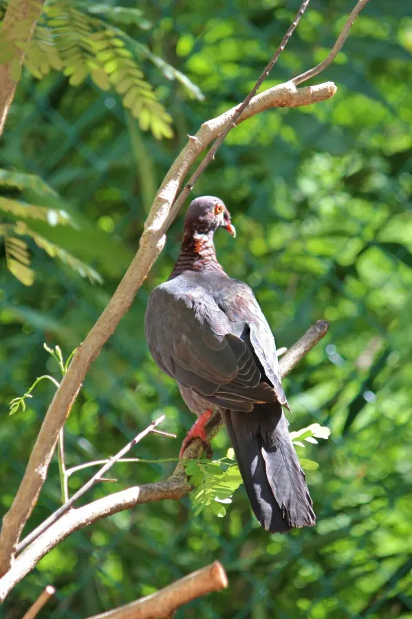 File:Patagioenas squamosa in Barbados a-10.jpg