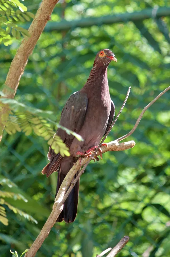 File:Patagioenas squamosa in Barbados a-13.jpg