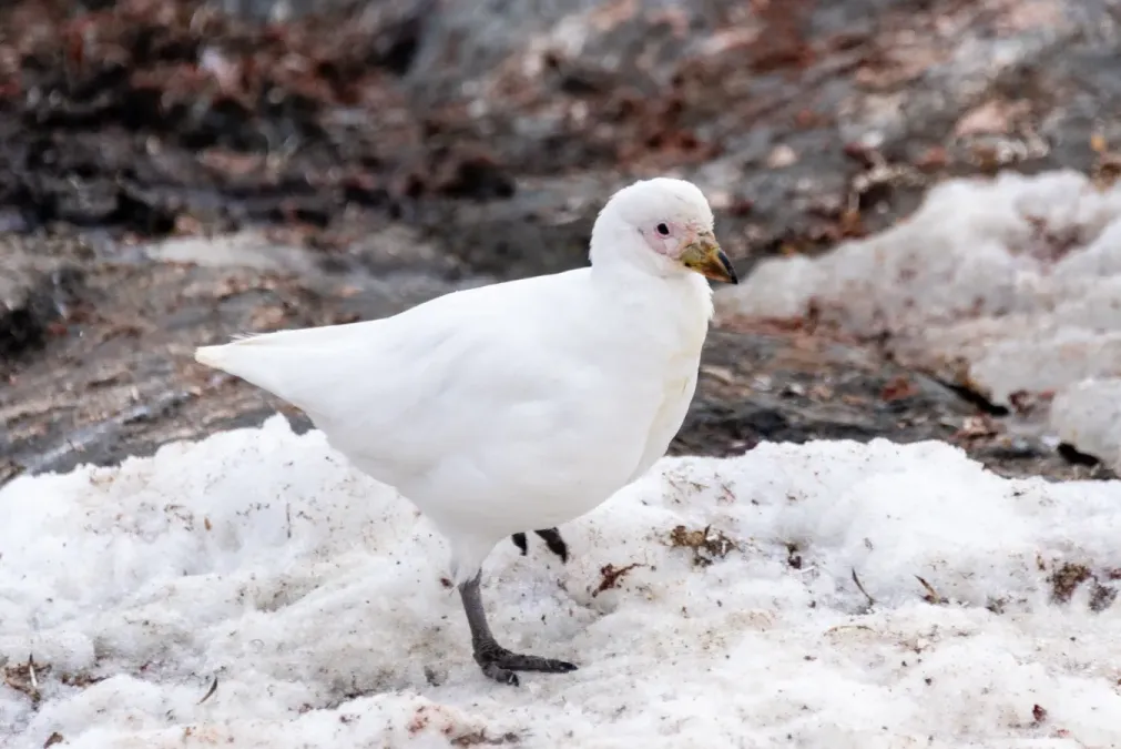 File:2019-03-06 207 Snowy sheathbill (Chionis albus), Paradise Bay, Antarctica.jpg