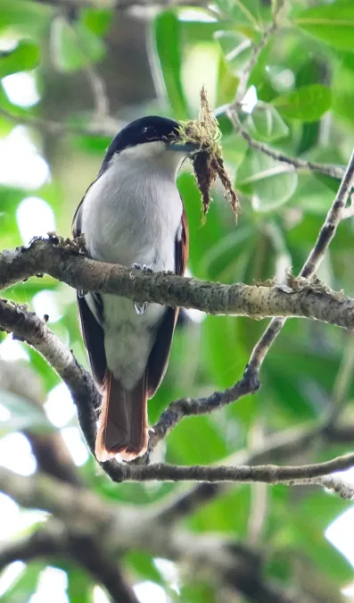 File:Schetba rufa 26436934.jpg