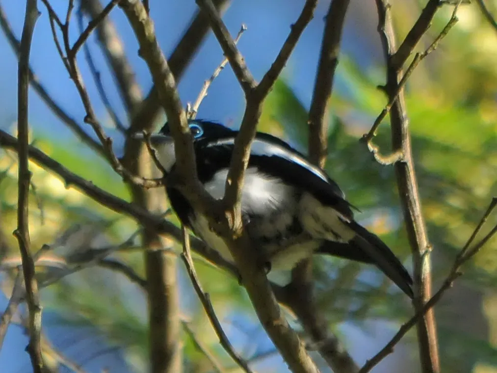 File:Pseudobias wardi 60586390.jpg