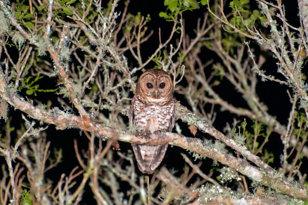 File:Strix hylophila -Reserva Guainumbi, Sao Luis do Paraitinga, Sao Paulo, Brasil-8.jpg