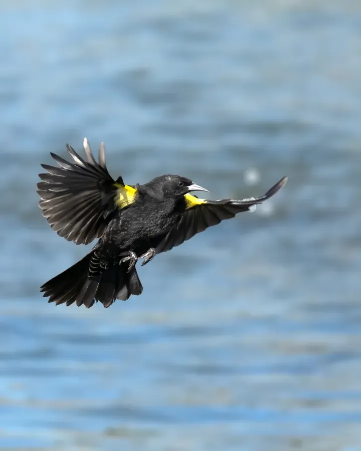 File:Agelasticus thilius, Santiago, Chile 06.jpg