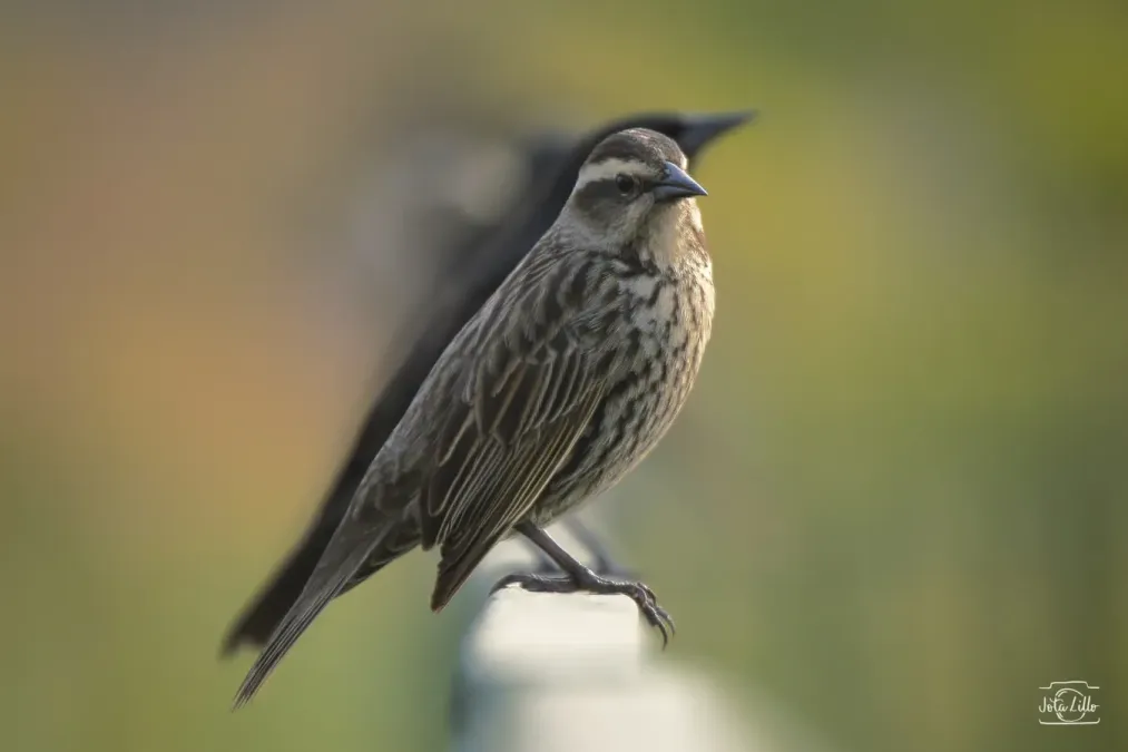 File:Agelasticus thilius, Santiago, Chile 09.jpg