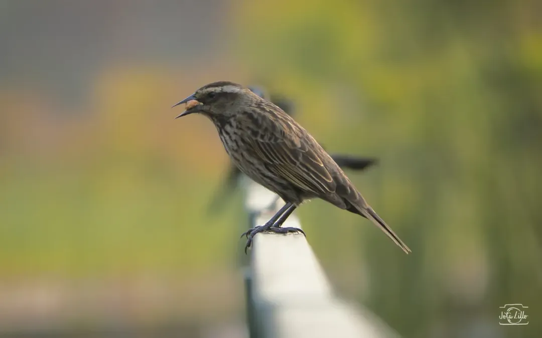 File:Agelasticus thilius, Santiago, Chile 11.jpg