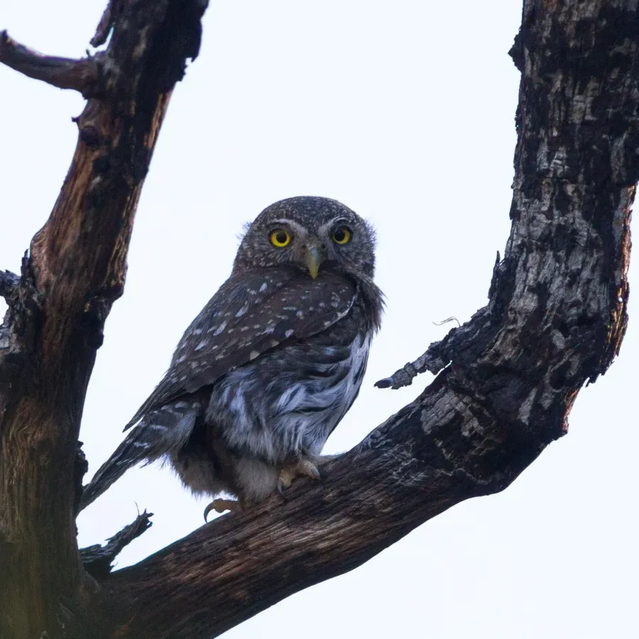 File:Glaucidium gnoma ssp. gnoma.jpg