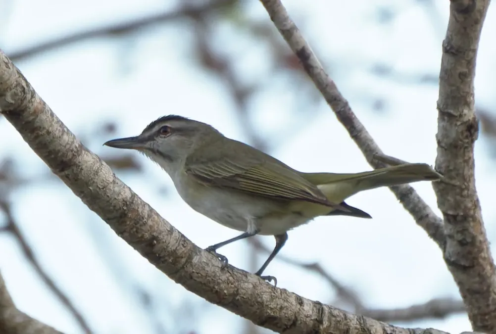 File:Vireo altiloquus Martinique.jpg