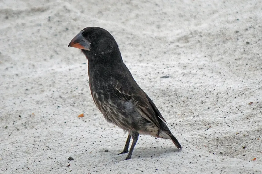 File:Geospiza conirostris -Espanola, Galapagos, Ecuador-29Sept2010.jpg