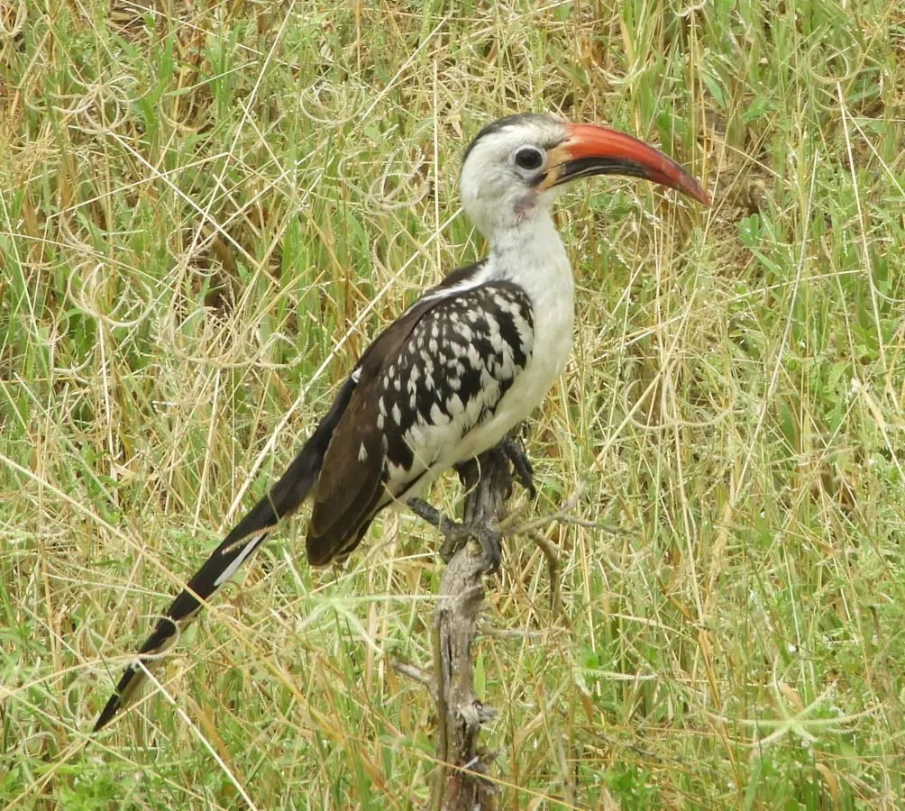 File:Tockus erythrorhynchus, Tarangire, crop.jpg