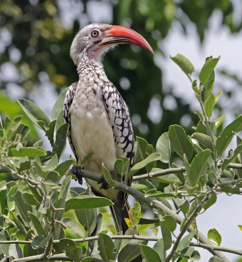 File:Southern red-billed hornbill (Tockus rufirostris) male, crop.jpg