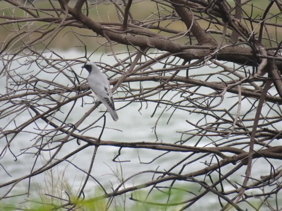 File:Black-faced cuckooshrike (Coracina novaehollandiae) at Lake Richmond, June 2022 02.jpg