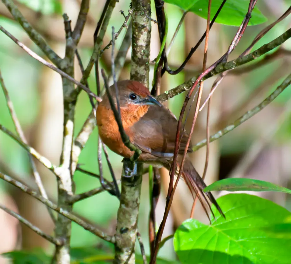 File:Phacellodomus ferrugineigula -Reserva Guainumbi, Sao Luis do Paraitinga, Sao Paulo, Brasil-8.jpg