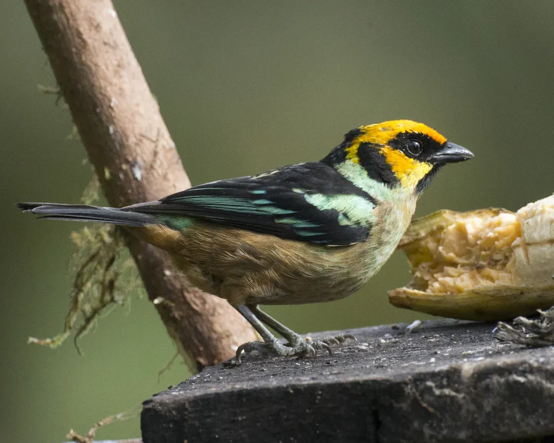 File:Flame-faced Tanager (Tangara parzudakii) (19949331231).jpg