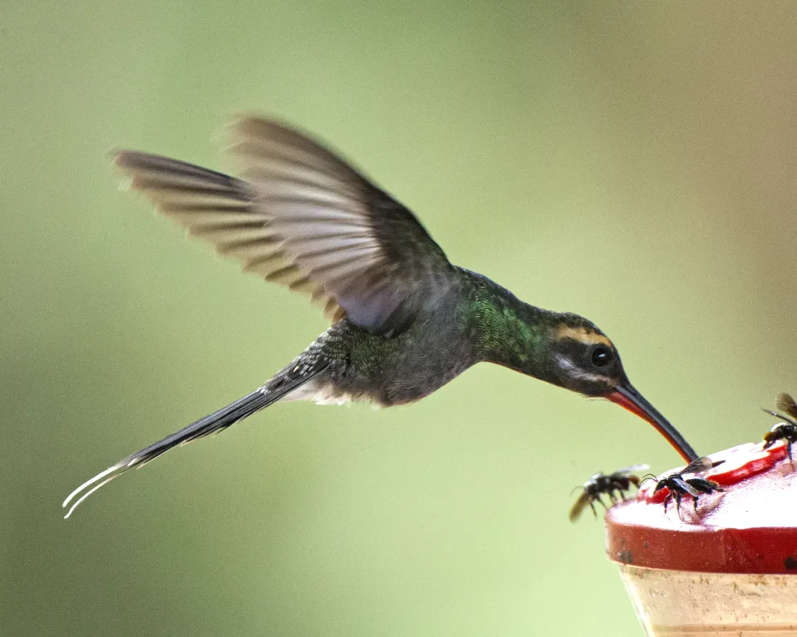 File:White-whiskered Hermit (Phaethornis yaruqui) (19839135920).jpg