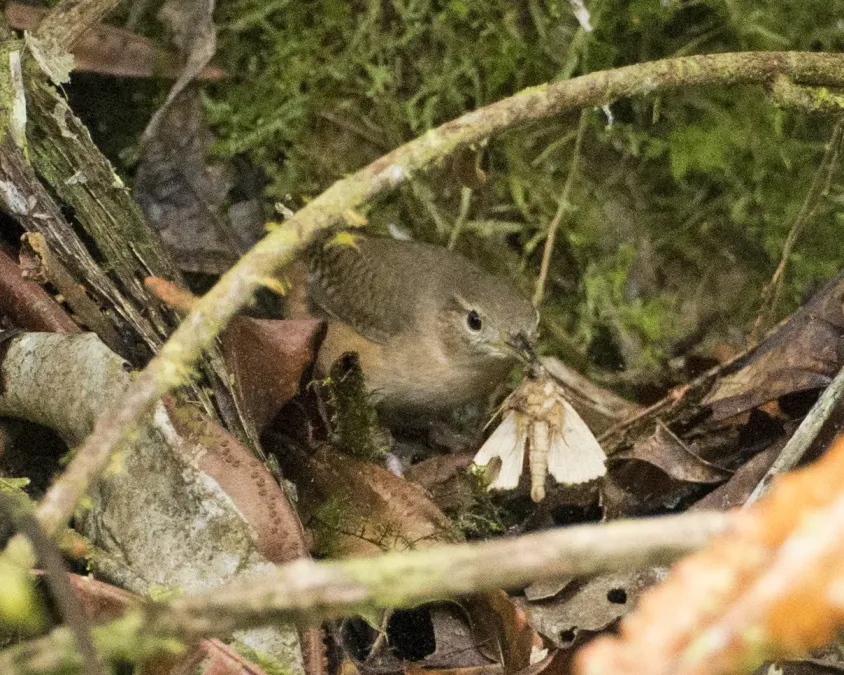 File:Southern House Wren (Troglodytes musculus) (19908650672).jpg