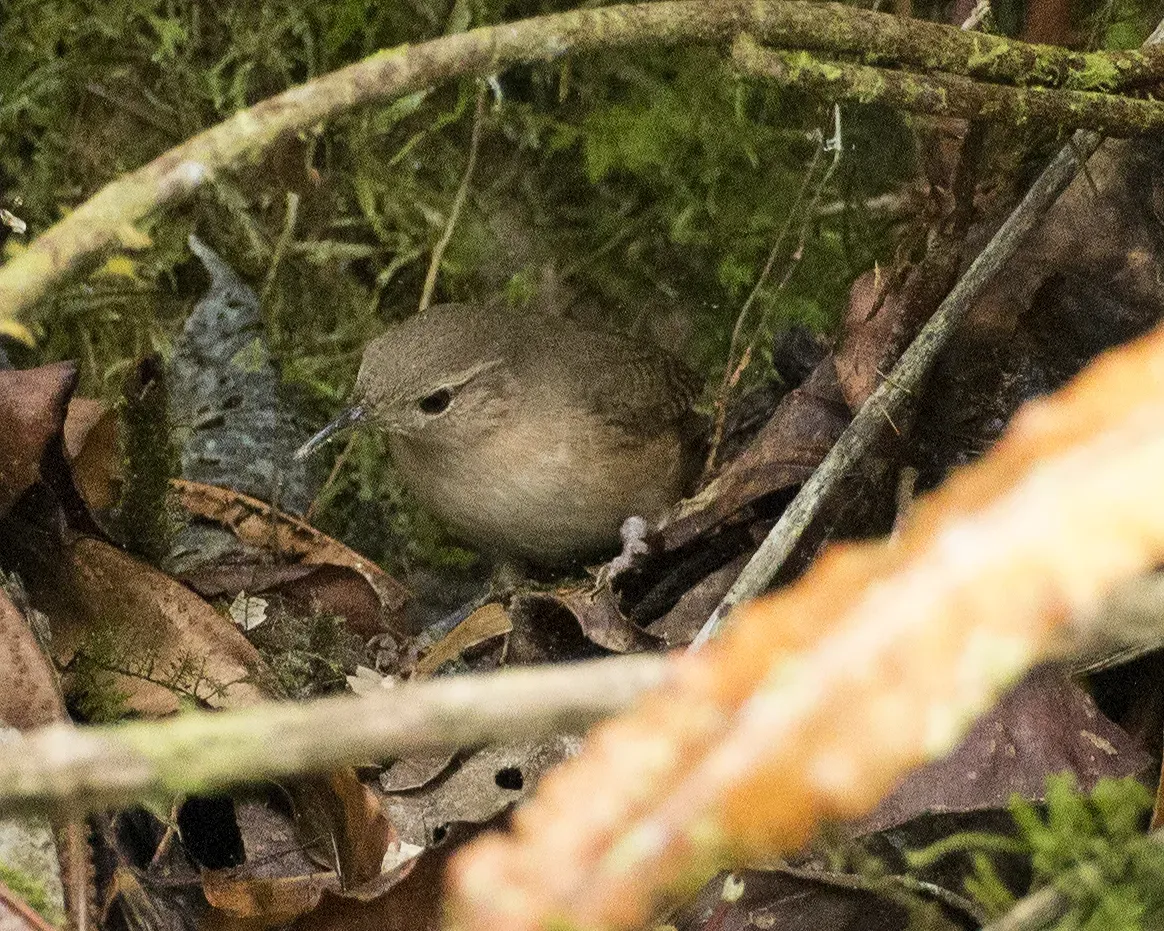 File:Southern House Wren (Troglodytes musculus) (19908650562).jpg