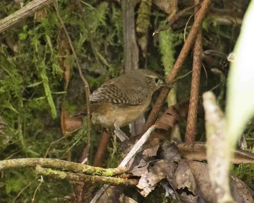 File:Southern House Wren (Troglodytes musculus) (19908649322).jpg