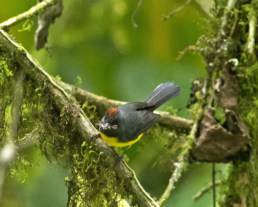 File:Yellow-breasted Brush-finch (Atlapetes latinuchus) (19556983771).jpg