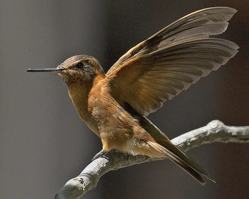 File:Shining Sunbeam (Aglaeactis cupripennis ) (19455793972).jpg