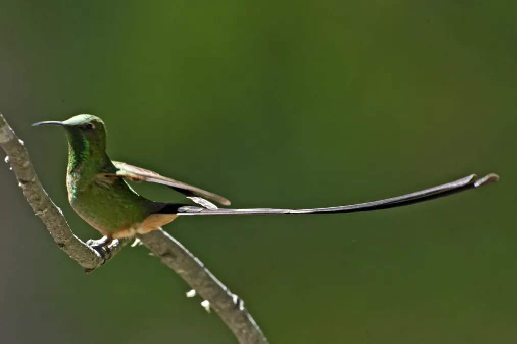 File:Black-tailed Trainbearer (Lesbia victoriae) (19641046503).jpg