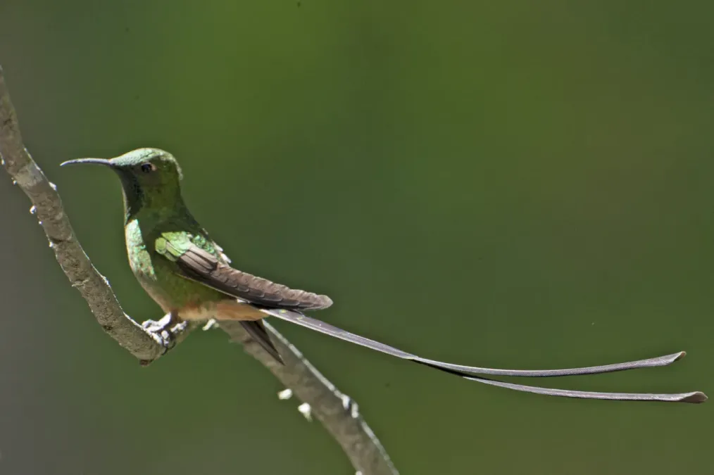 File:Black-tailed Trainbearer (Lesbia victoriae) (20267876261).jpg