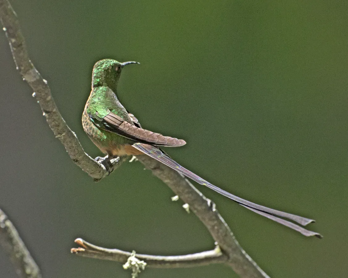 File:Black-tailed Trainbearer (Lesbia victoriae) (19641043983).jpg