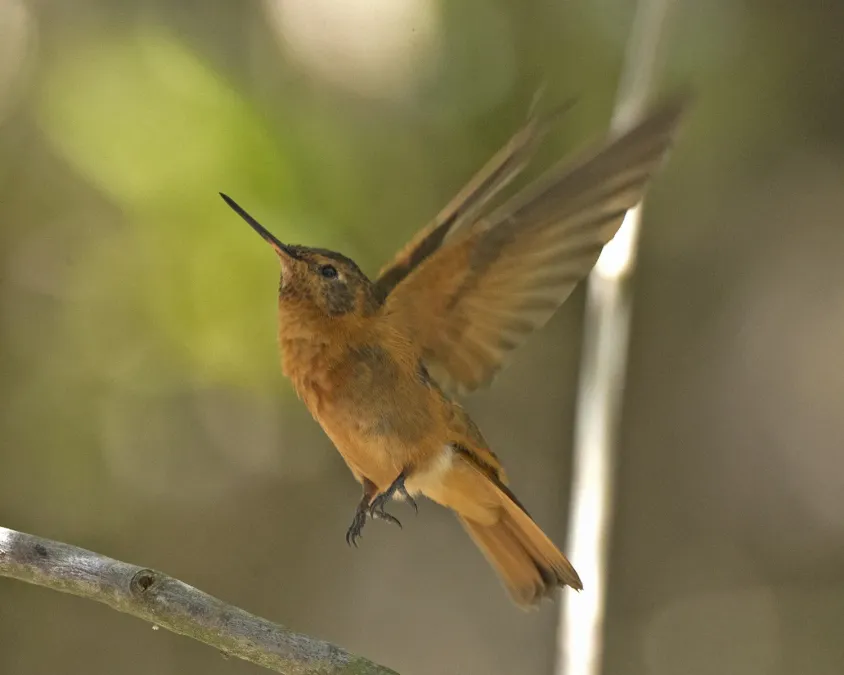 File:Shining Sunbeam (Aglaeactis cupripennis) (19436059976).jpg