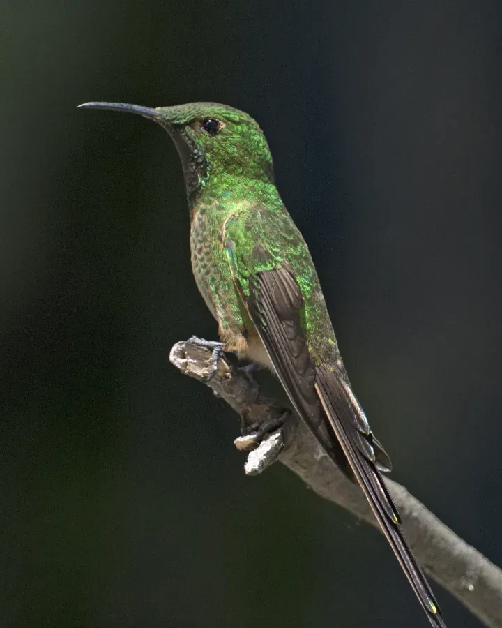 File:Black-tailed Trainbearer (Lesbia victoriae) (20235756216).jpg