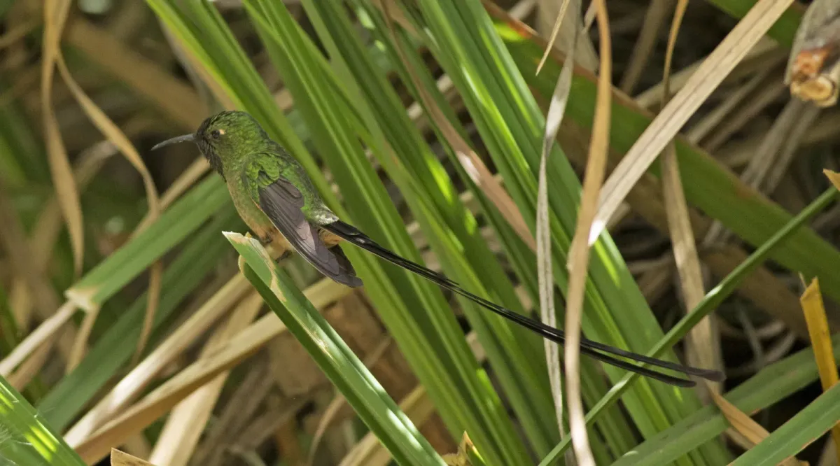 File:Black-tailed Trainbearer (Lesbia victoriae) (20075398659).jpg