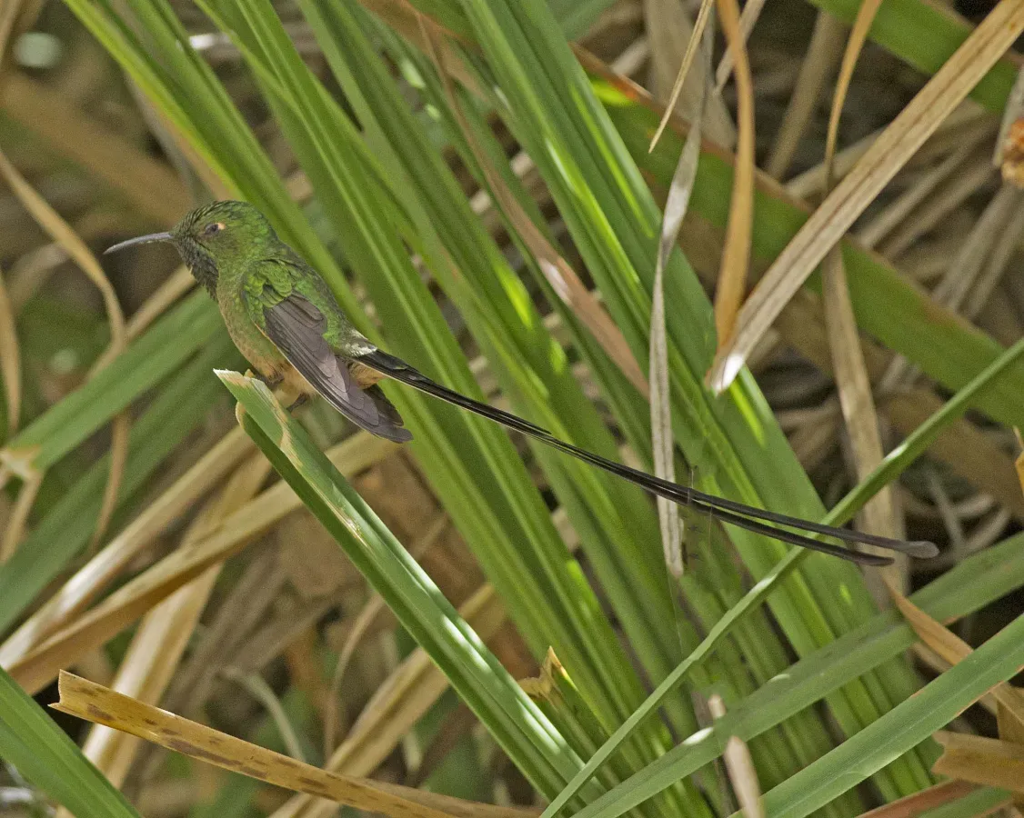 File:Black-tailed Trainbearer (Lesbia victoriae) (19274551118).jpg