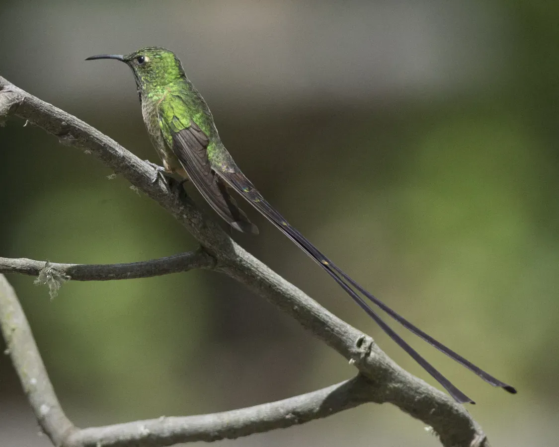 File:Black-tailed Trainbearer (Lesbia victoriae) (19639364654).jpg