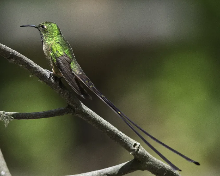 File:Black-tailed Trainbearer (Lesbia victoriae) (20073986170).jpg