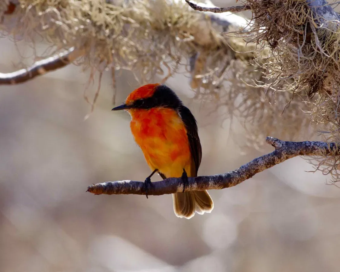 File:Darwin's Flycatcher (Pyrocephalus nanus) (19637460868).jpg