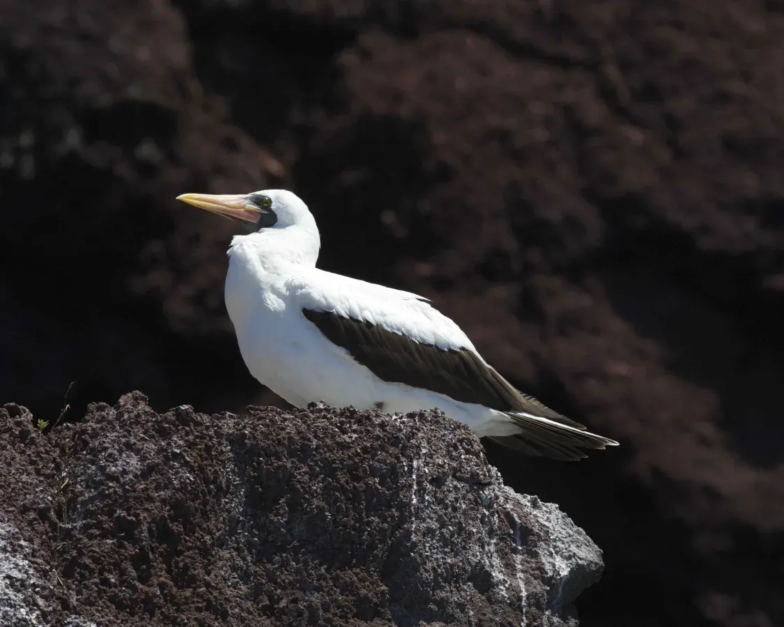 File:Nazca Booby ( Sula granti) (19202852834).jpg
