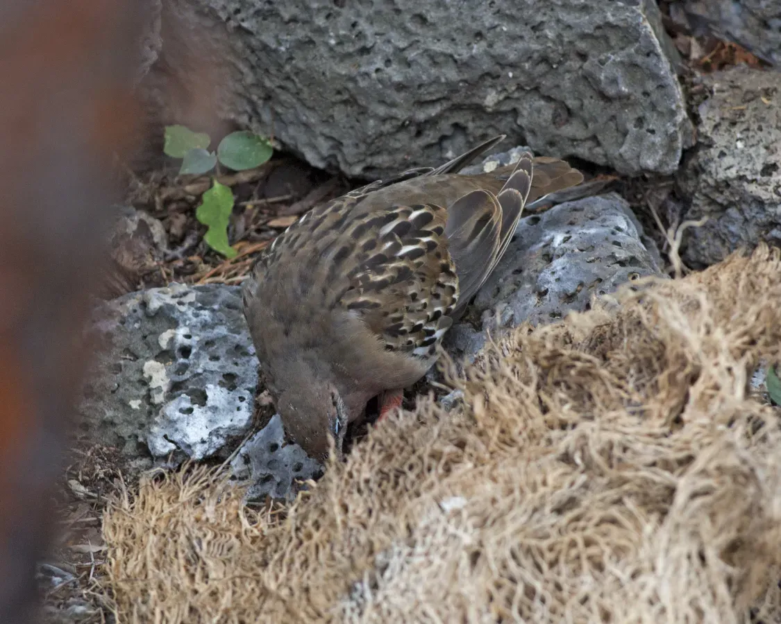 File:Galapagos dove (Zenaida galapagoensis) (19841198224).jpg