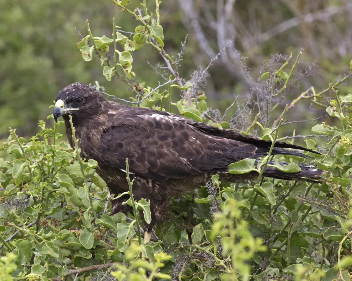 File:Galapagos Hawk Buteo galapagoensis (20525243221).jpg