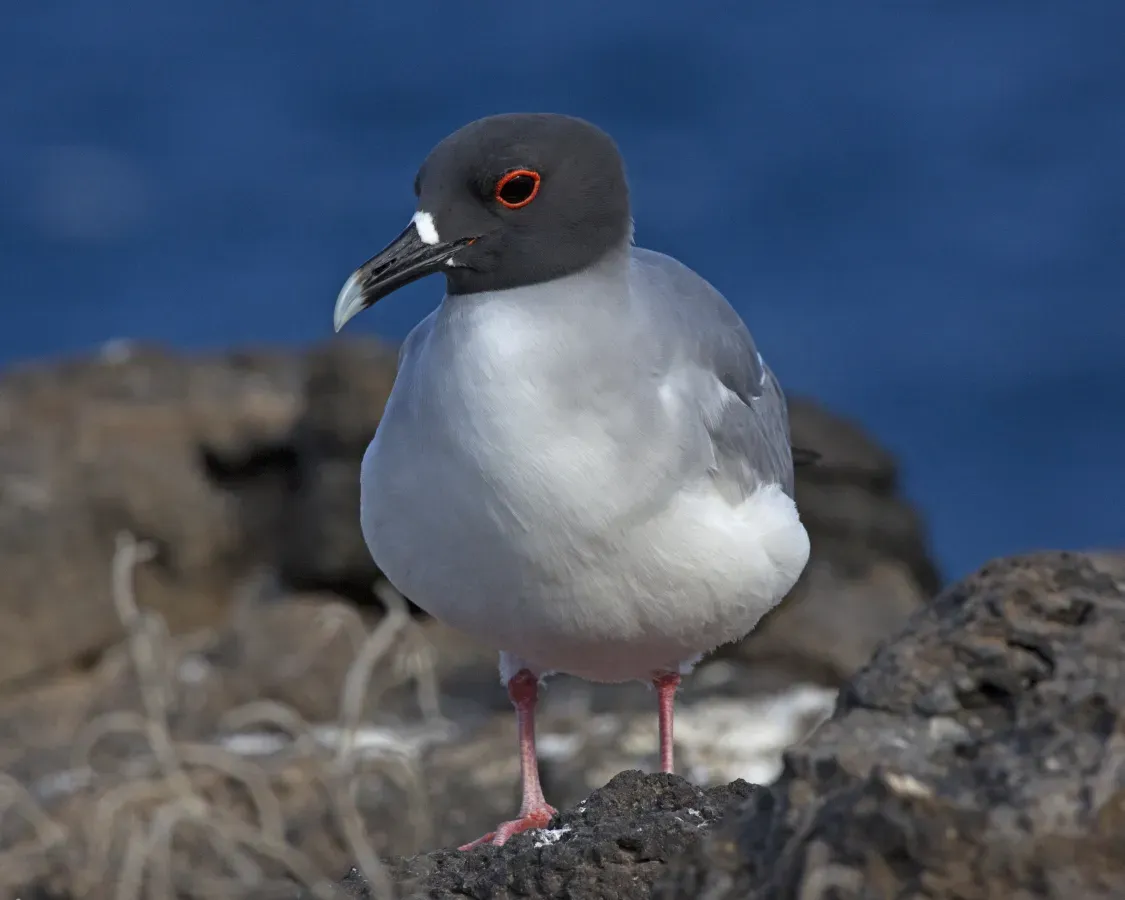 File:Swallow-tailed Gull (Creagrus furcatus) (20601826039).jpg