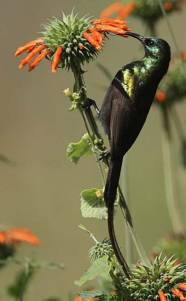 File:Flickr - Rainbirder - Bronze Sunbird (Nectarinia kilimensis) male.jpg