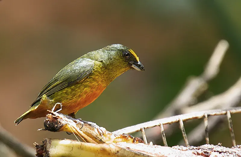 File:Flickr - Rainbirder - Olive-backed Euphonia (Euphonia gouldi) male (1).jpg